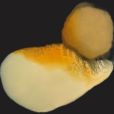 2020/Julie_Corbet-oil_on_board_kaluste-08_1463-40x40