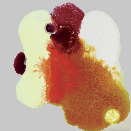 2015/Julie_Corbet-oil_on_board-Linantha_III-15x15