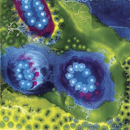 2015/Julie_Corbet-oil_on_board-Lagena_II--40x40